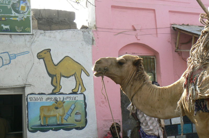 "Camels only" parking with a perfectly well parked item in the foreground ;)