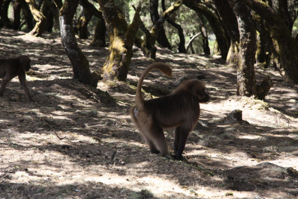 Baboons are quite common in the Simien Mountains